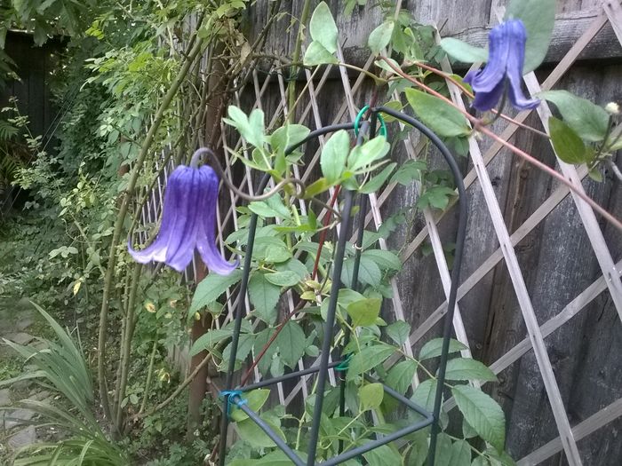 WP_20160719_038 - CLEMATITE