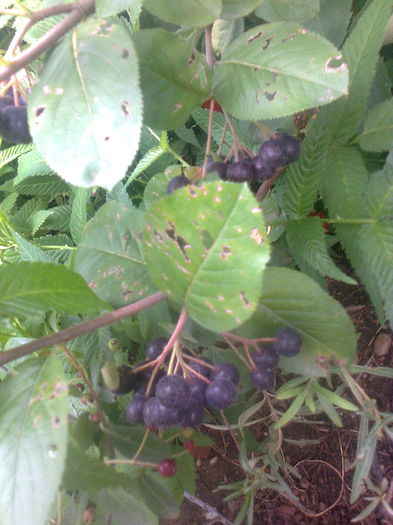 Aronia Aron,20.07.2016 - Gradina mea