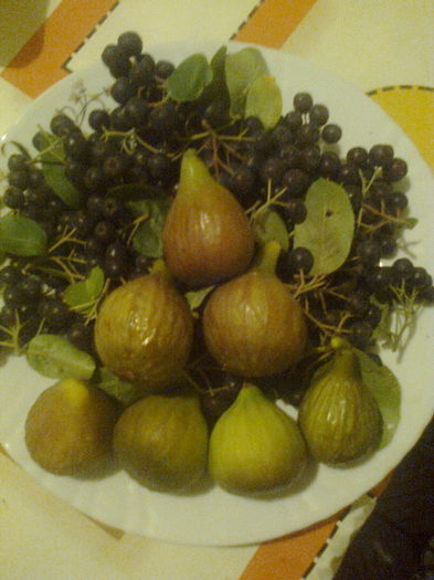 Am cules cateva smochine si aronia.20.07.2016 - Gradina mea