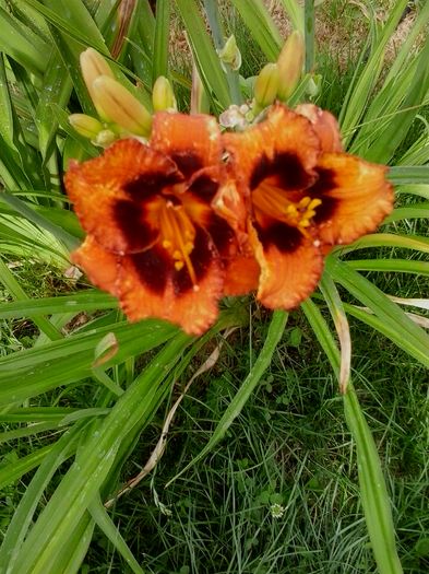 20160707_093939