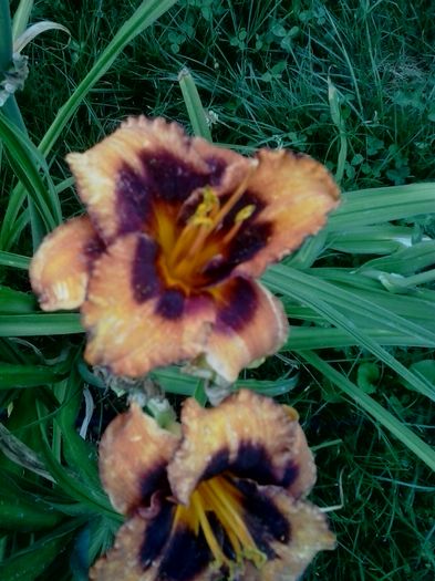 20160708_195453 - 2016 Hemerocallisi