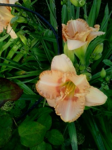 20160618_065402