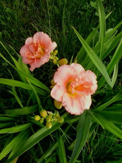 20160619_072523