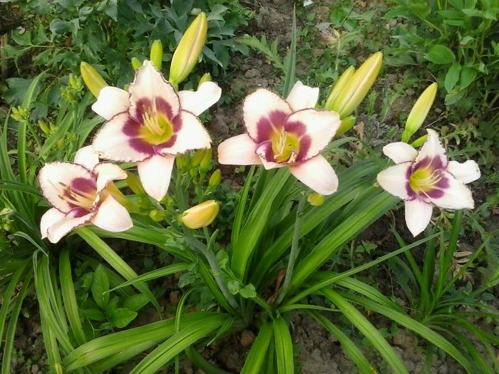 20160619_072820 - 2016 Hemerocallisi