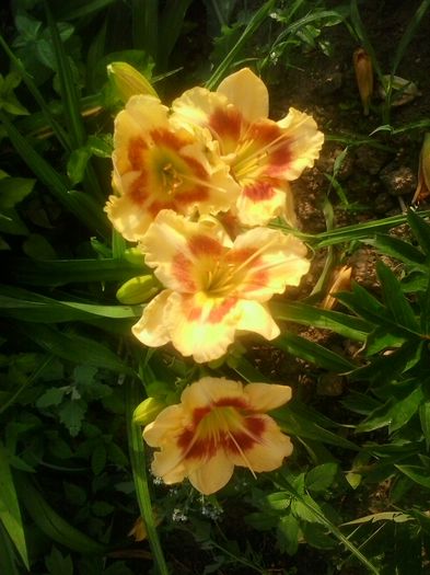 20160620_072922