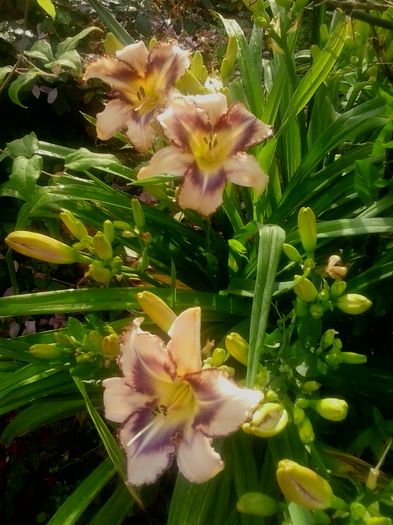 20160620_073210