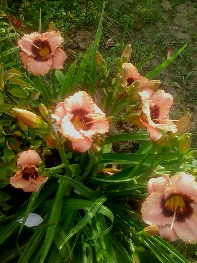 20160620_073235