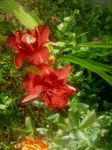 20160620_073642