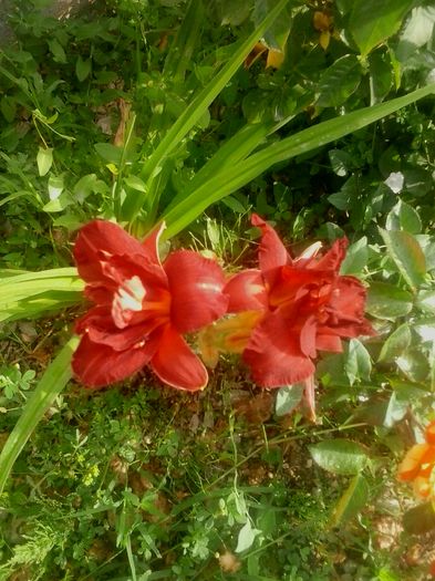 20160620_073644
