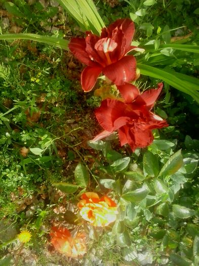 20160620_073647