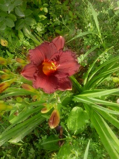 20160620_073656