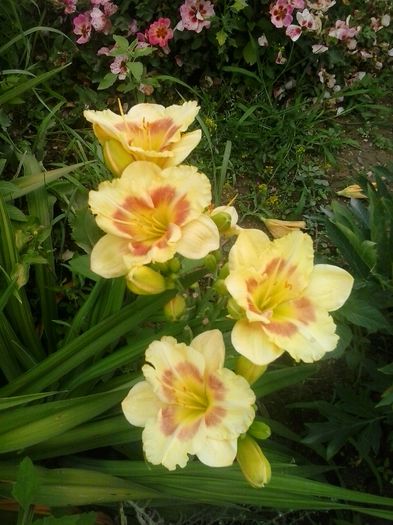20160625_134912