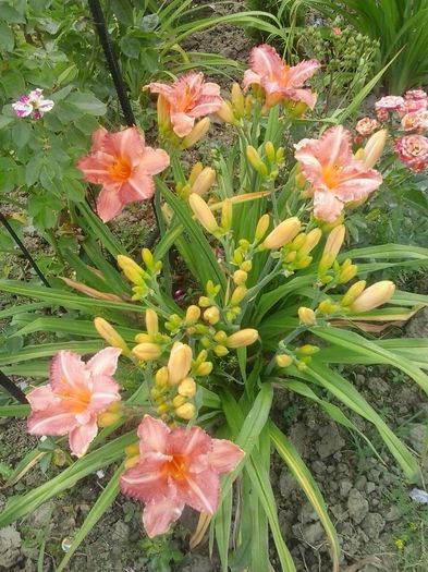 20160625_135032