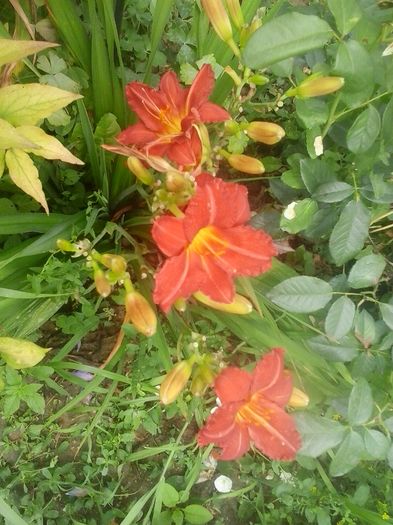 20160628_130442
