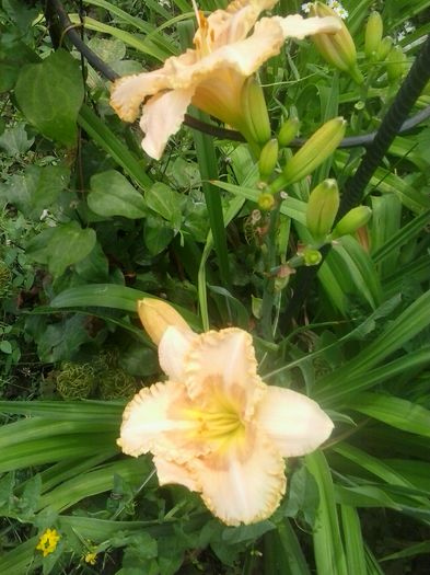 20160628_130953