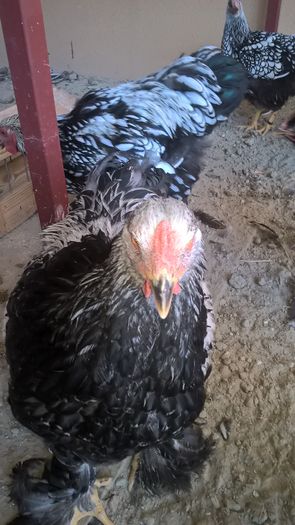 WP_20160720_17_11_04_Pro - Brahma Herminat Închis