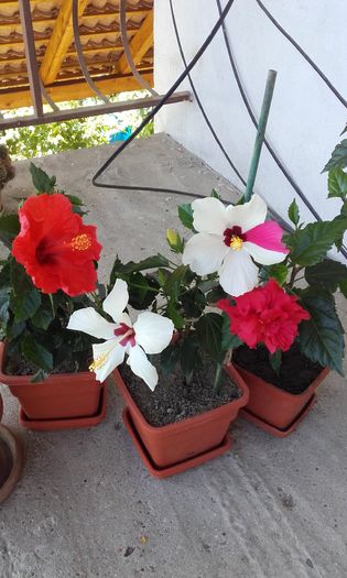 20160721_110027 - trandafirii chinezesti-hibiscus rosa sinensis