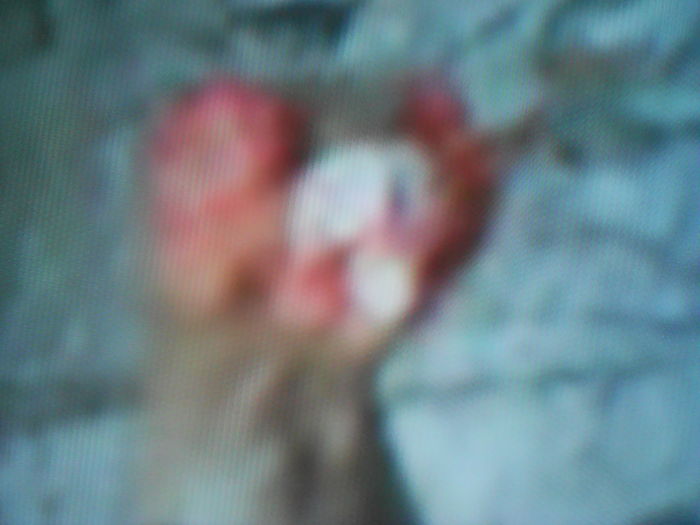 IMG_20160721_103324 - CARUNCULATII  AUTOHTONI