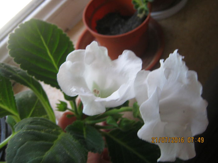 IMG_0001 - Gloxinia