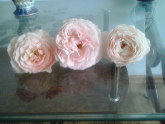 sweet juliett,st cecilia si ambridge rose - 2016 Trandafiri