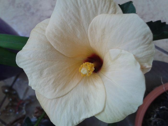20160721_115508 - Hibiscus