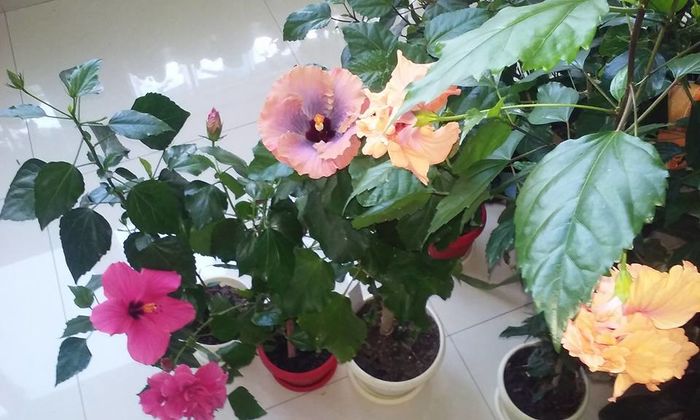 13707617_1455728301119399_4257274684300091649_n - Hibiscusi