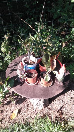 20160720_090936 - Florile mele