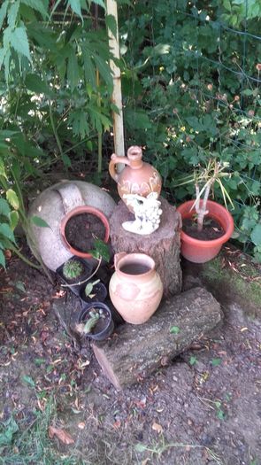 20160720_090928 - Florile mele