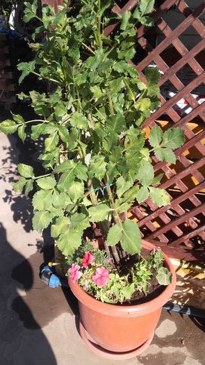 20160720_090833 - Florile mele