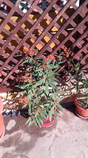 20160720_090829 - Florile mele