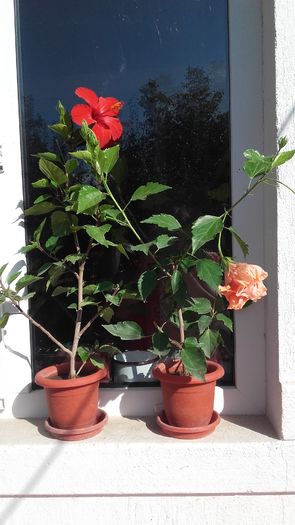 20160720_090852 - Florile mele