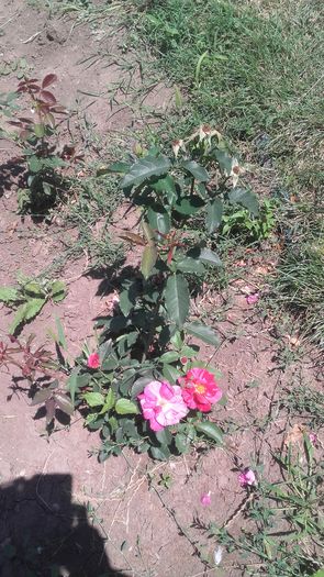 20160708_124313 - Florile mele