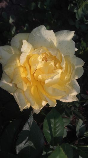 20160708_074835 - Florile mele