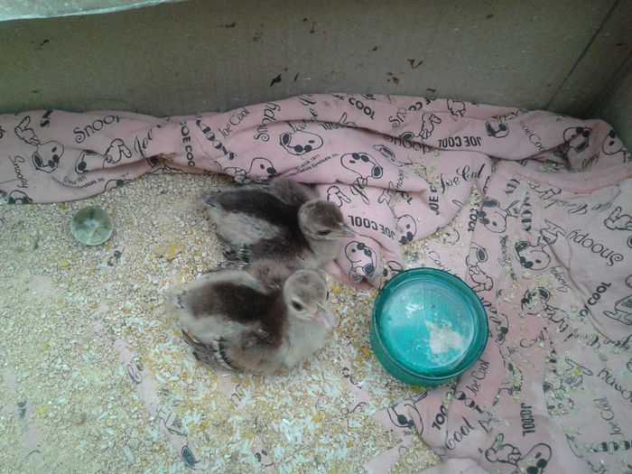 14691014961071640008912