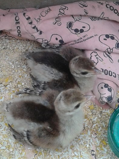 14691015205951996360342