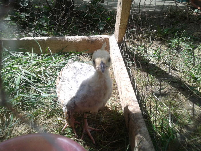 14691017272731820042712