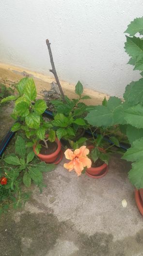 20160606_160822