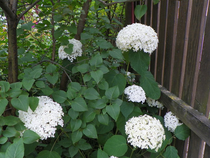 hydrangea arb. Annabelle - Copacei si arbusti 2016