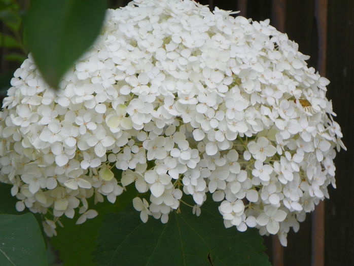 hydrangea arb. Annabelle