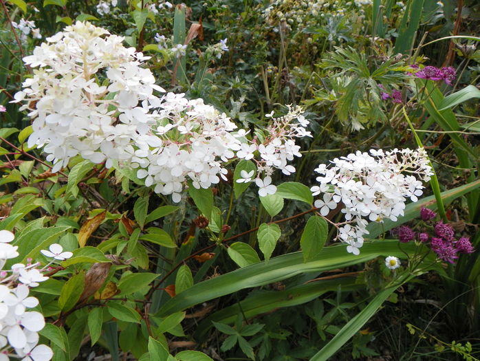 hydrangea pan. Vanille Fraise - Copacei si arbusti 2016