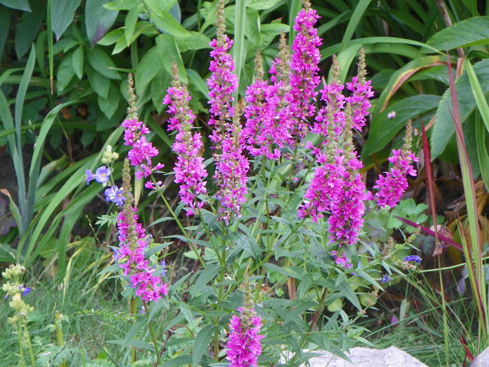 lythrum salicaria Robert - Proiect 2015 lacul