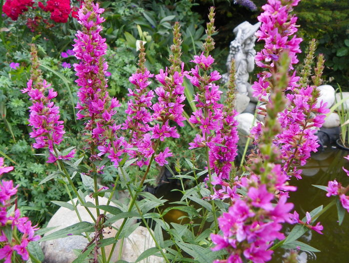 lythrum salicaria Robert - Proiect 2015 lacul