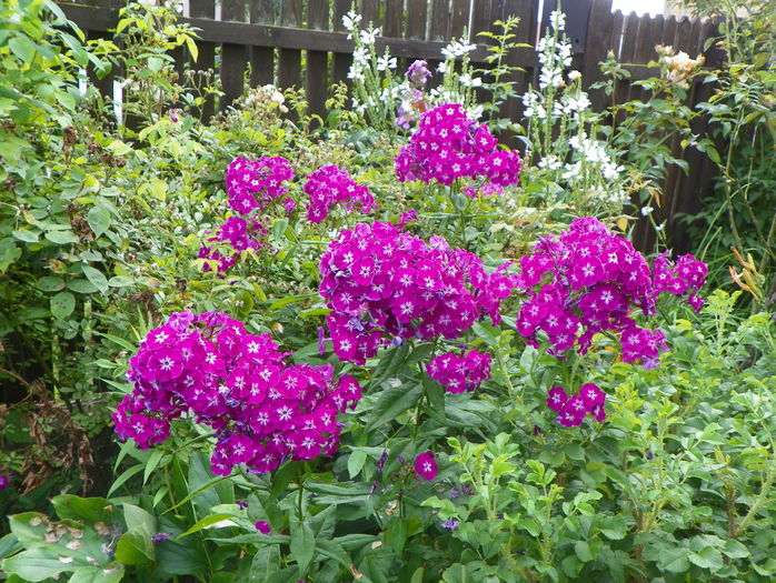 21 iul (2) - Phlox 2016