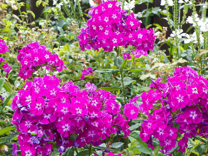 21 iul (3) - Phlox 2016