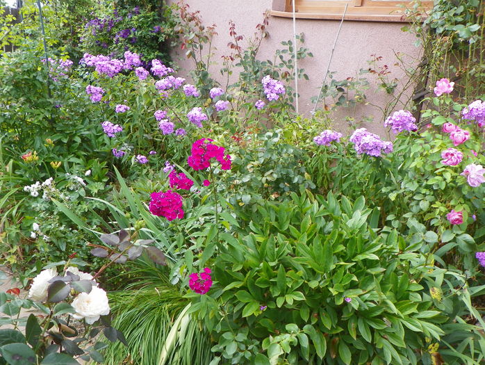 21 iul (4) - Phlox 2016