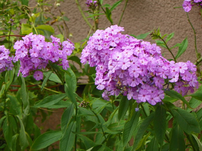21 iul (6) - Phlox 2016