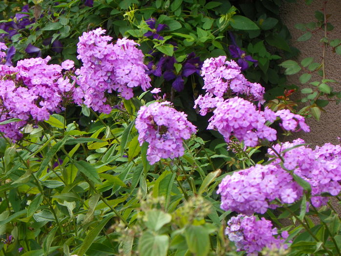 21 iul (7) - Phlox 2016