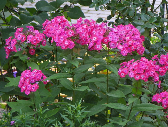 21 iul (10) - Phlox 2016