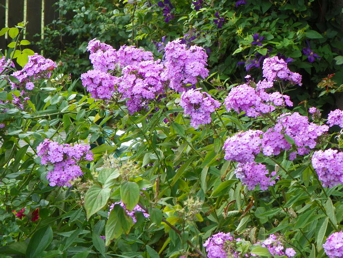 21 iul (11) - Phlox 2016
