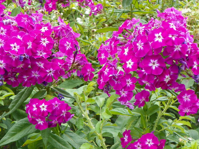 21 iul (64) - Phlox 2016